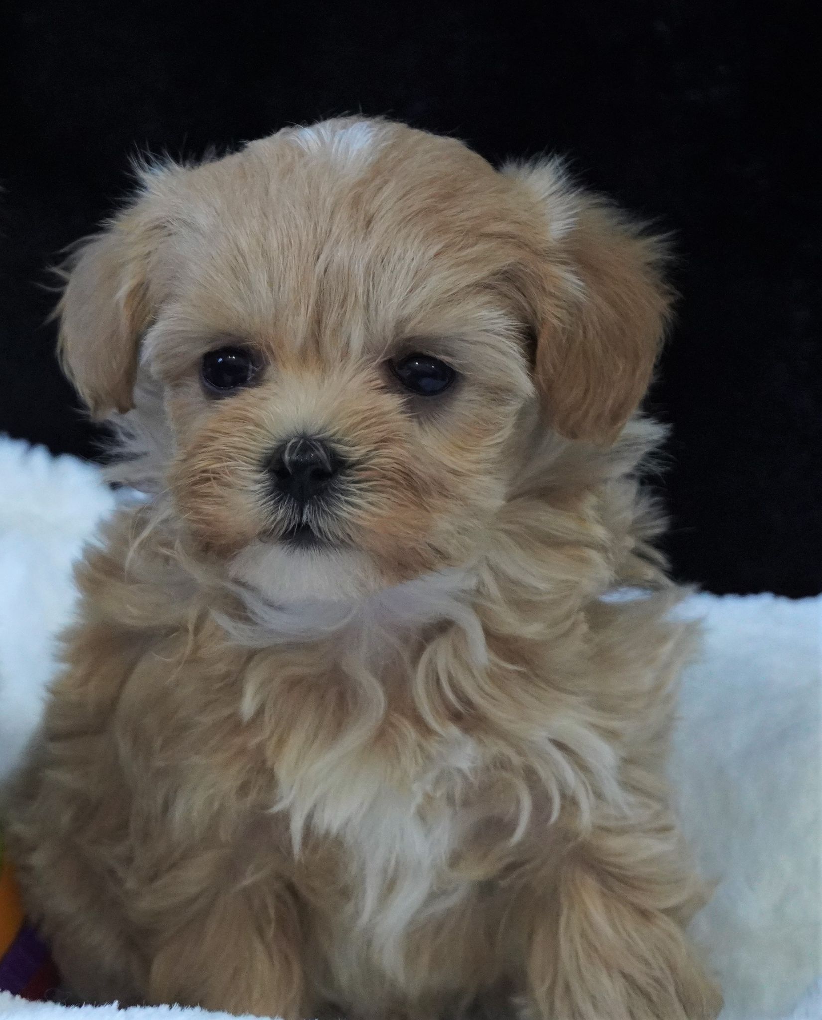 Maltipoo